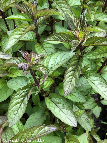 Mentha × piperita, piparminttu